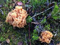 Ramaria formosa image