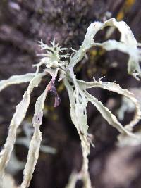 Ramalina subleptocarpha image