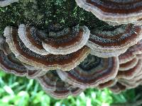 Trametes versicolor image