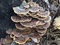 Trametes versicolor image