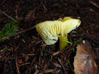 Hygrocybe chlorophana image