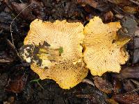 Cantharellus californicus image