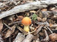 Agrocybe putaminum image