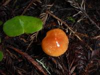 Hygrocybe psittacina var. psittacina image