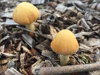 Agrocybe putaminum image