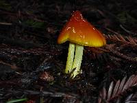 Hygrocybe singeri image