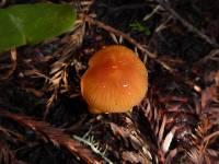 Hygrocybe psittacina var. psittacina image