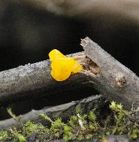 Tremella mesenterica image