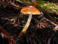 Hygrocybe psittacina var. psittacina image