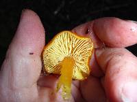 Hygrocybe chlorophana image