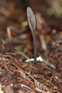 Trichoglossum hirsutum image