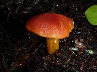 Hygrocybe laetissima image