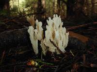 Clavulina rugosa image