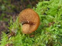 Galerina marginata image