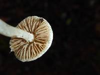 Inocybe insinuata image