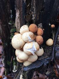 Lycoperdon pyriforme image