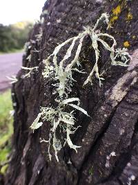 Ramalina subleptocarpha image