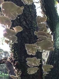 Trametes versicolor image