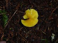 Hygrocybe chlorophana image