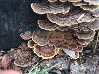 Trametes versicolor image