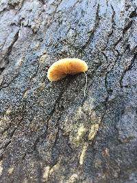 Crepidotus mollis image