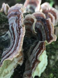 Trametes versicolor image