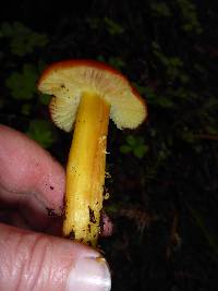 Hygrocybe laetissima image