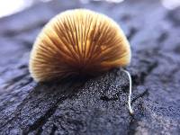 Crepidotus mollis image