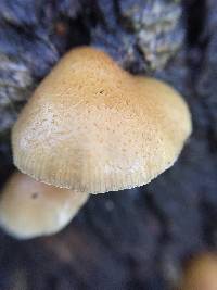 Crepidotus mollis image