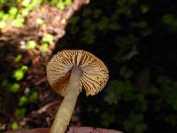 Hygrocybe psittacina var. psittacina image