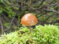 Galerina marginata image