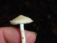 Inocybe insinuata image