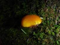 Hygrocybe chlorophana image