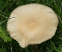 Agrocybe praecox image