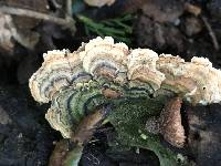 Trametes versicolor image