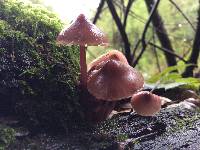 Mycena haematopus image