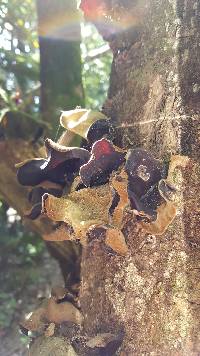 Auricularia cornea image