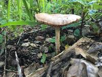 Volvariella gloiocephala image