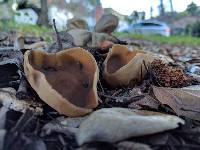 Helvella acetabulum image