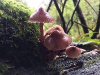 Mycena haematopus image