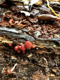 Mycena haematopus image