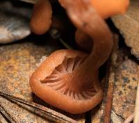 Laccaria laccata image