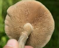 Agrocybe praecox image