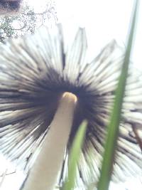 Coprinopsis lagopus image