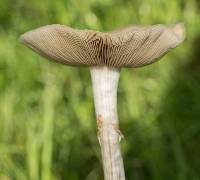 Agrocybe praecox image