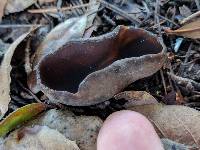 Helvella acetabulum image