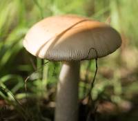 Amanita velosa image