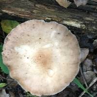 Volvariella gloiocephala image