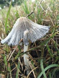 Coprinopsis lagopus image