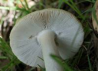 Amanita velosa image